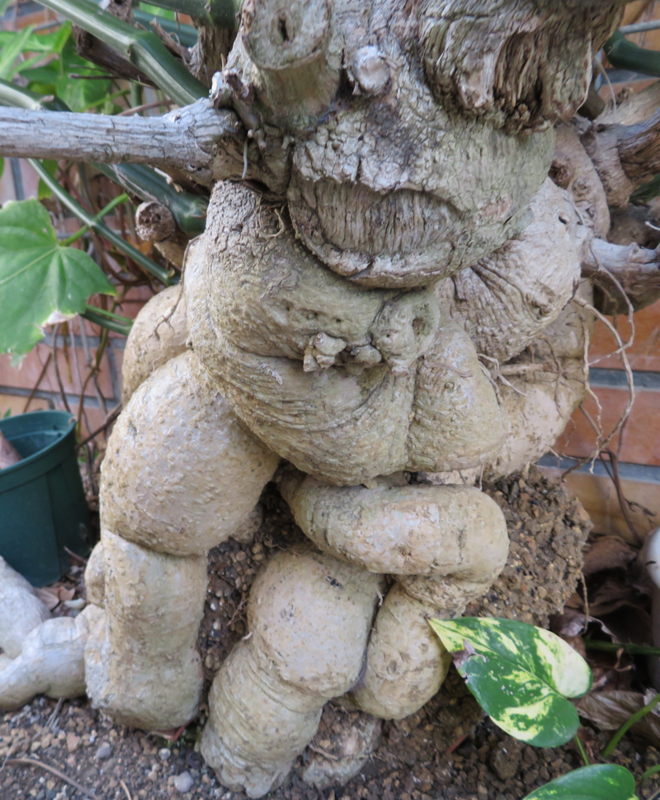 f:id:ryoen001:20180628061358j:image