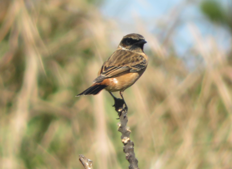 南部鉄器マン・プリンセス駅伝・飯田怜選手骨折されていたそうです