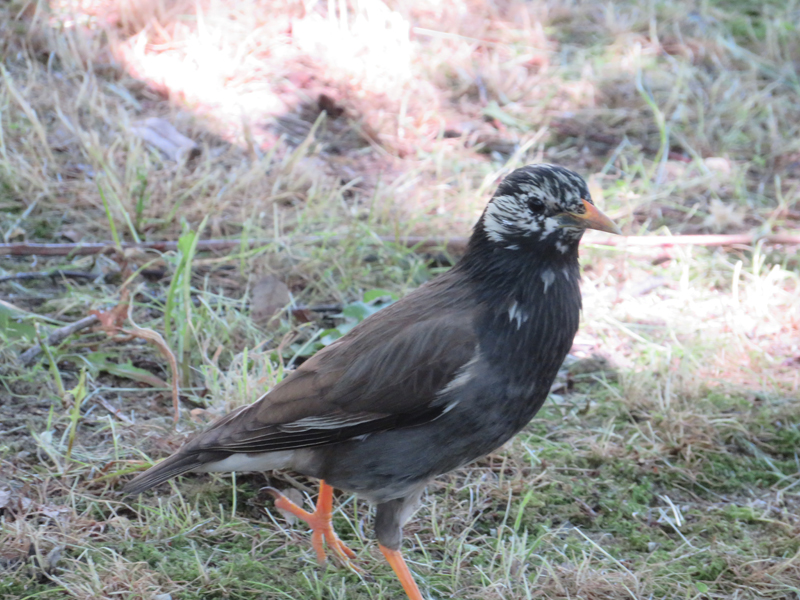 f:id:ryoen001:20190525062309j:plain