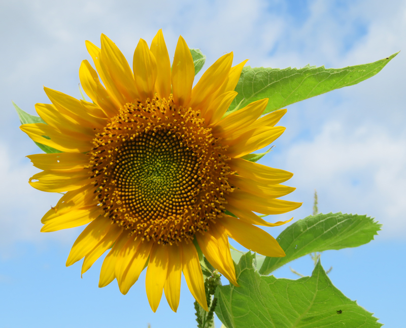 f:id:ryoen001:20190730155914j:plain