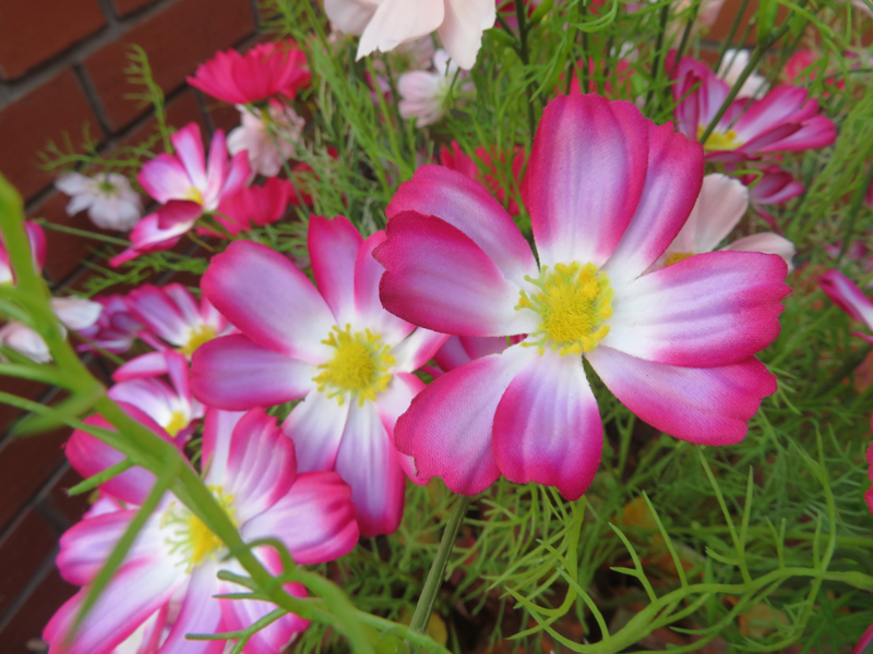 f:id:ryoen001:20190914061132j:plain