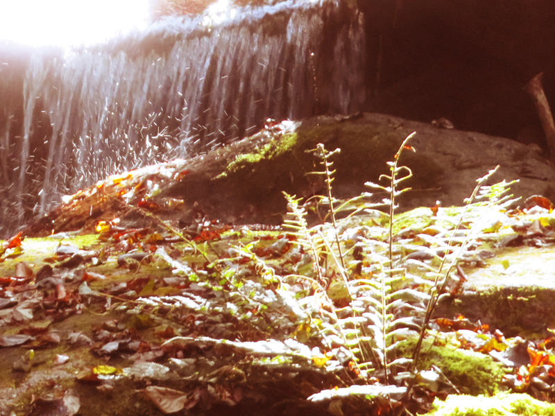 f:id:ryoen001:20201119082227j:plain