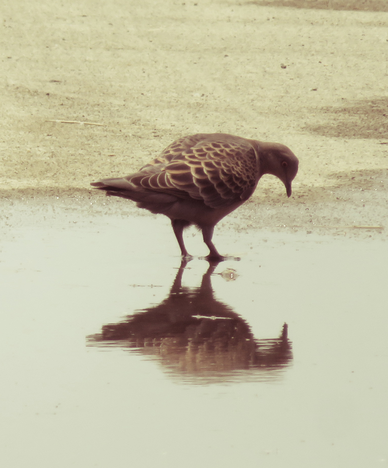 f:id:ryoen001:20210515083133j:plain