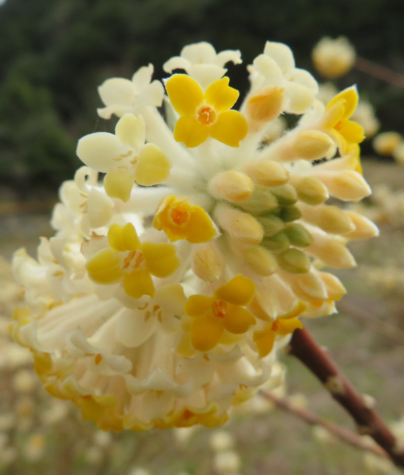 f:id:ryoen001:20220401064550j:plain