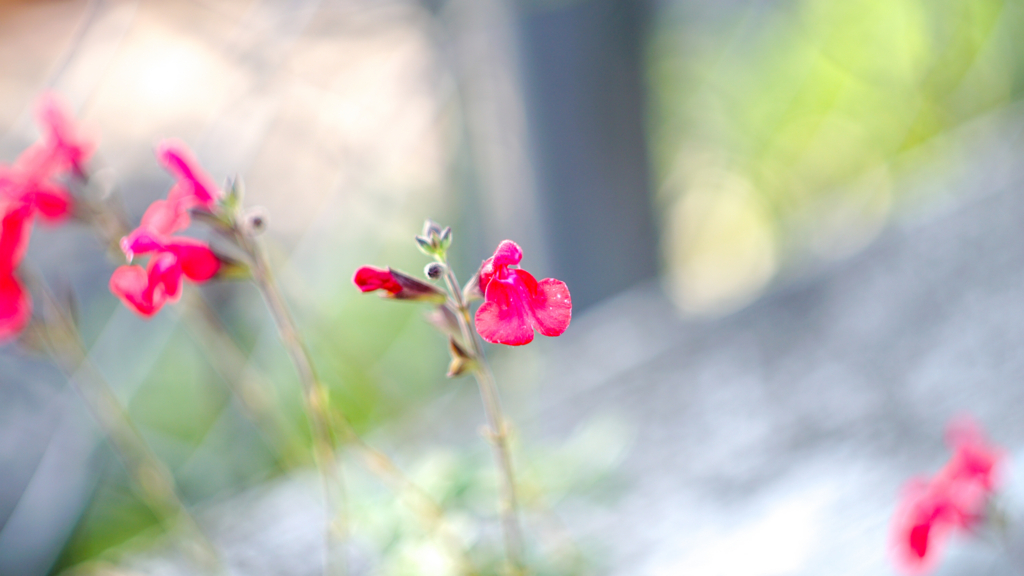 f:id:ryohagiw:20180708115819j:plain f:id:ryohagiw:20180708115819j:plain