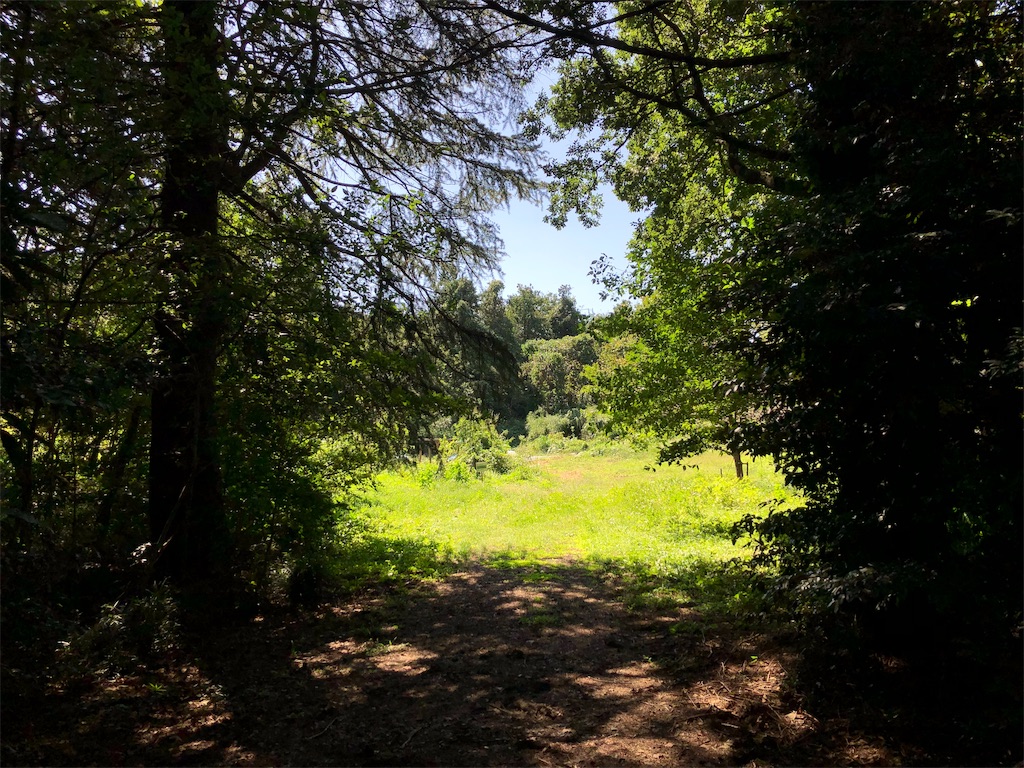 f:id:ryokobonafede:20191112094544j:image