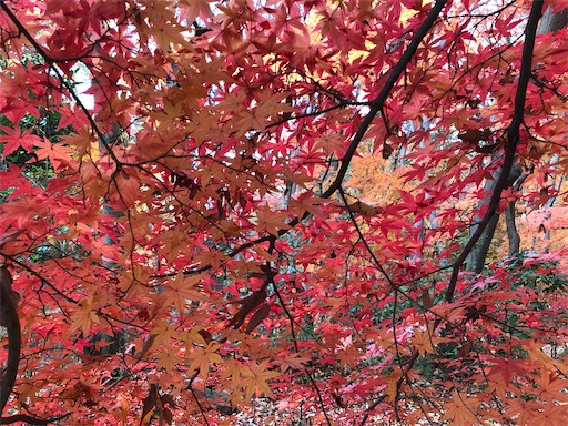 f:id:ryokobonafede:20191211134404j:image