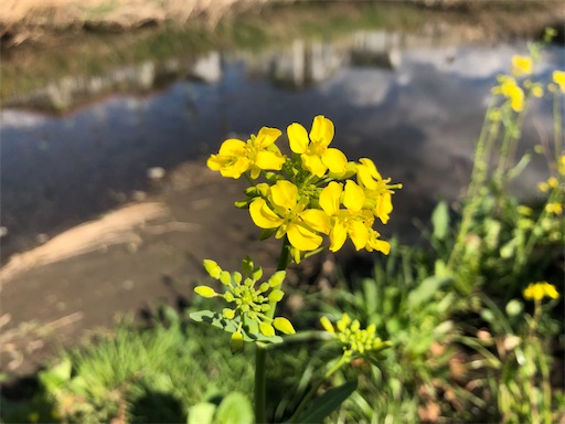 f:id:ryokobonafede:20200317140245j:image f:id:ryokobonafede:20200317140245j:image