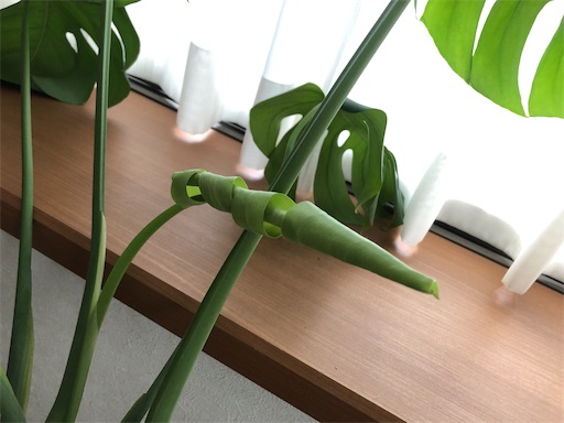 f:id:ryokobonafede:20200327093130j:image f:id:ryokobonafede:20200327093130j:image