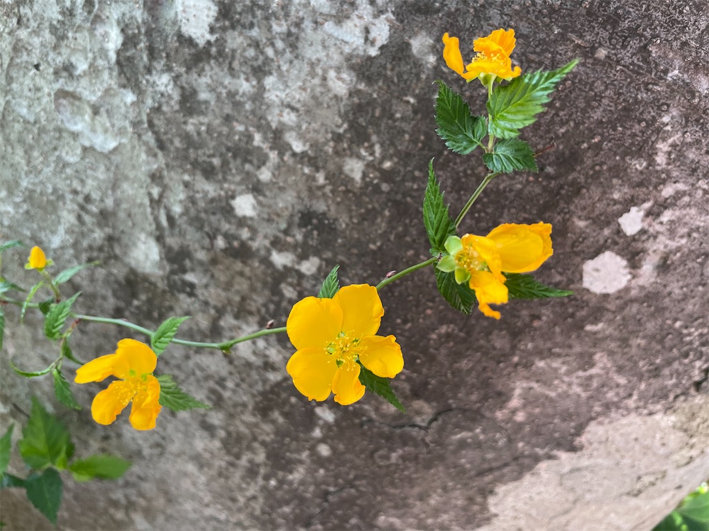 f:id:ryokobonafede:20210505160821j:image f:id:ryokobonafede:20210505160821j:image