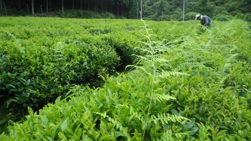f:id:ryokokuen:20140627170938j:image:w640 f:id:ryokokuen:20140627170938j:image:w640
