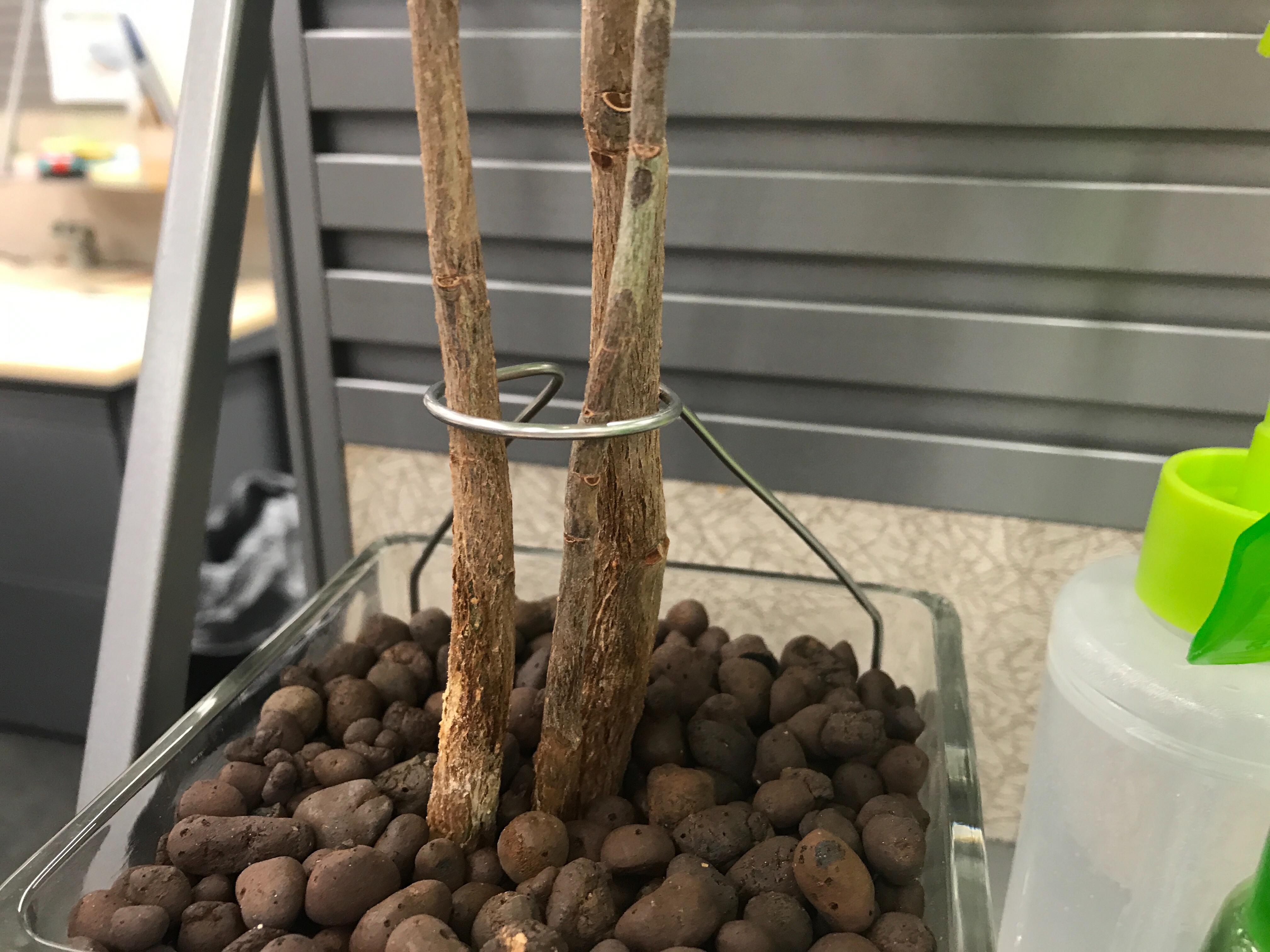 f:id:ryokryok:20200217123745j:image:w350