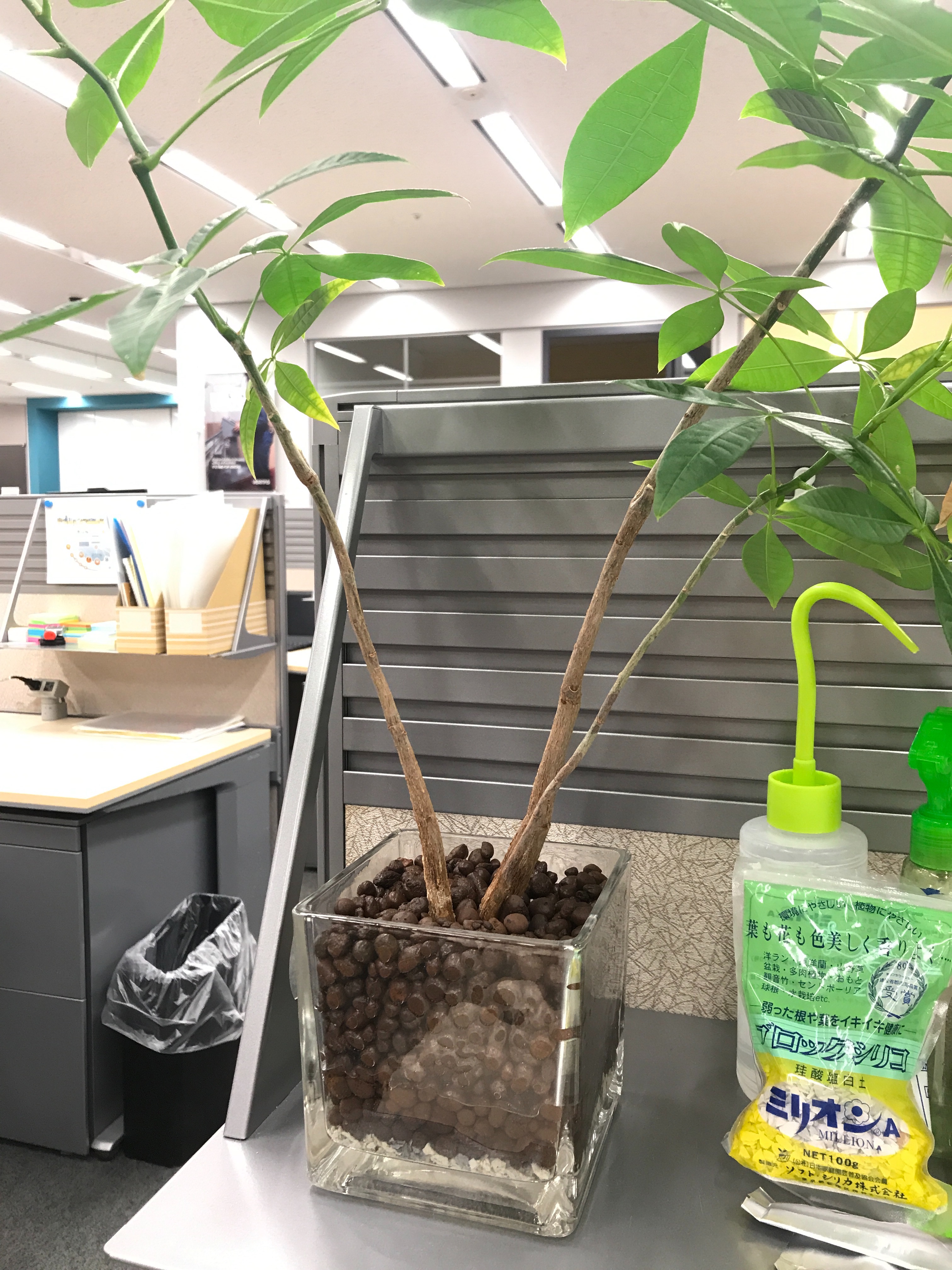 f:id:ryokryok:20200217123756j:image:h350