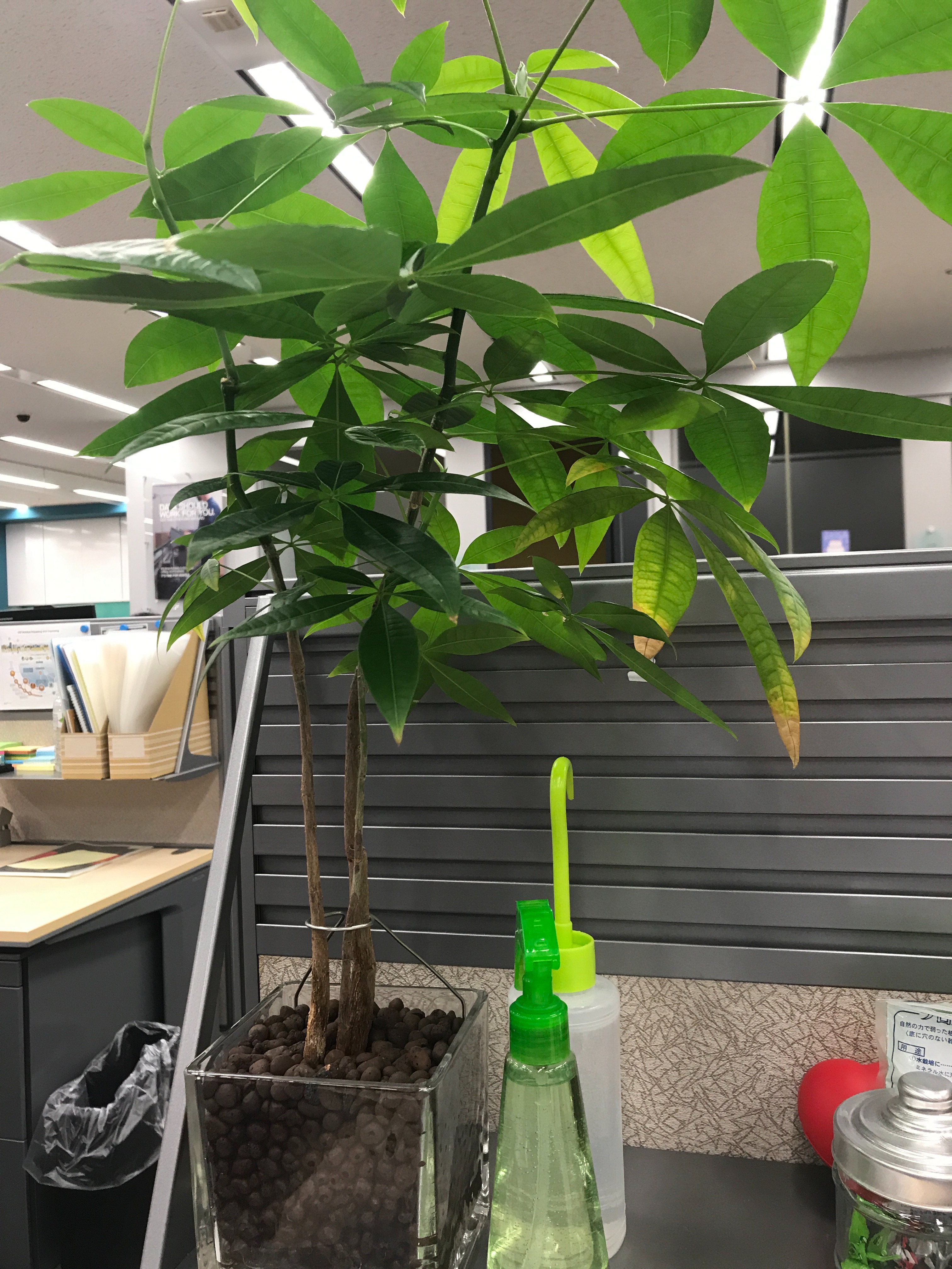 f:id:ryokryok:20200217123805j:image:h350