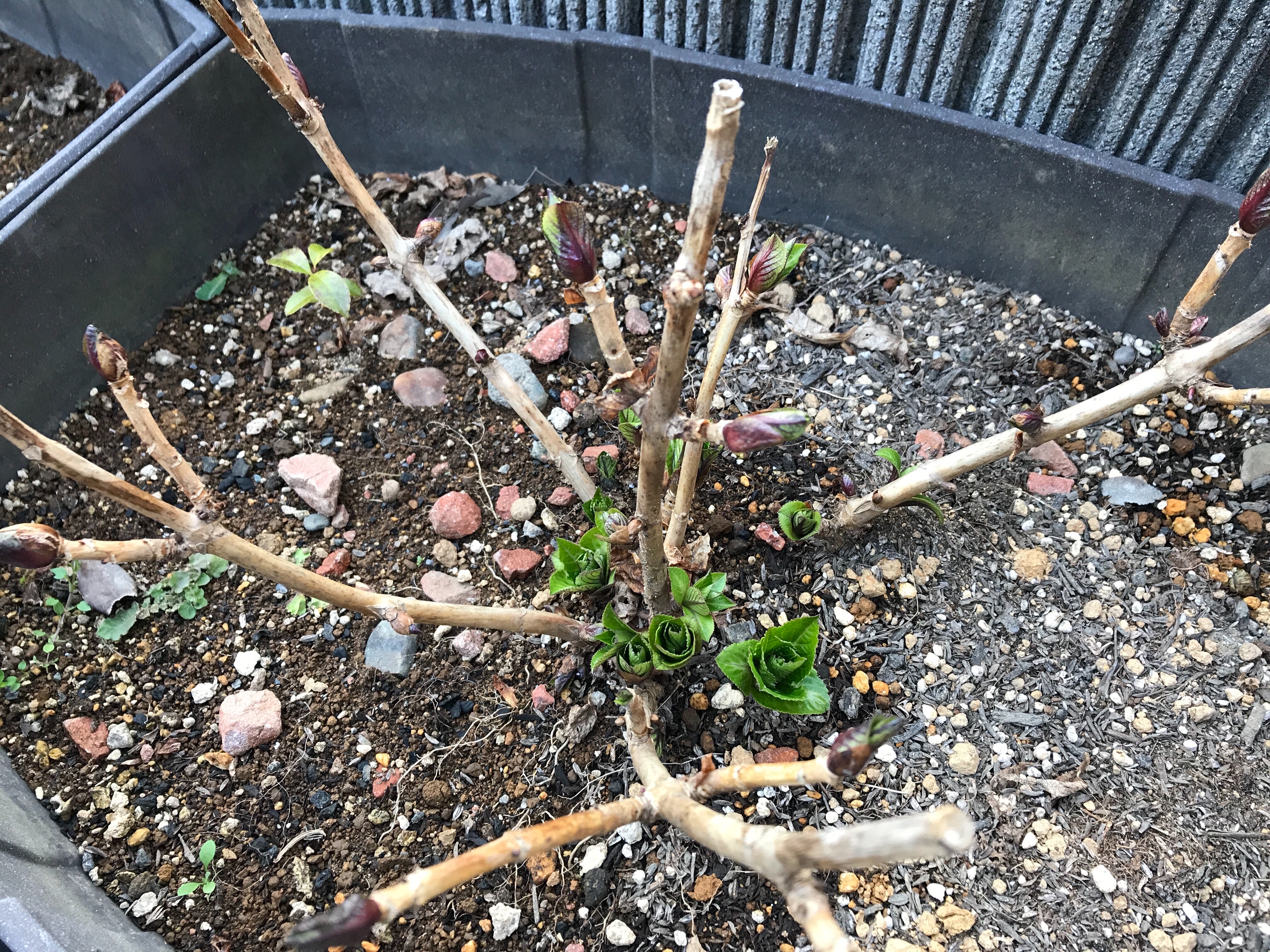 アジサイ 新芽が出てきました はれ ときどき くもりあめ Suny Sometimes Cloudy Rainy