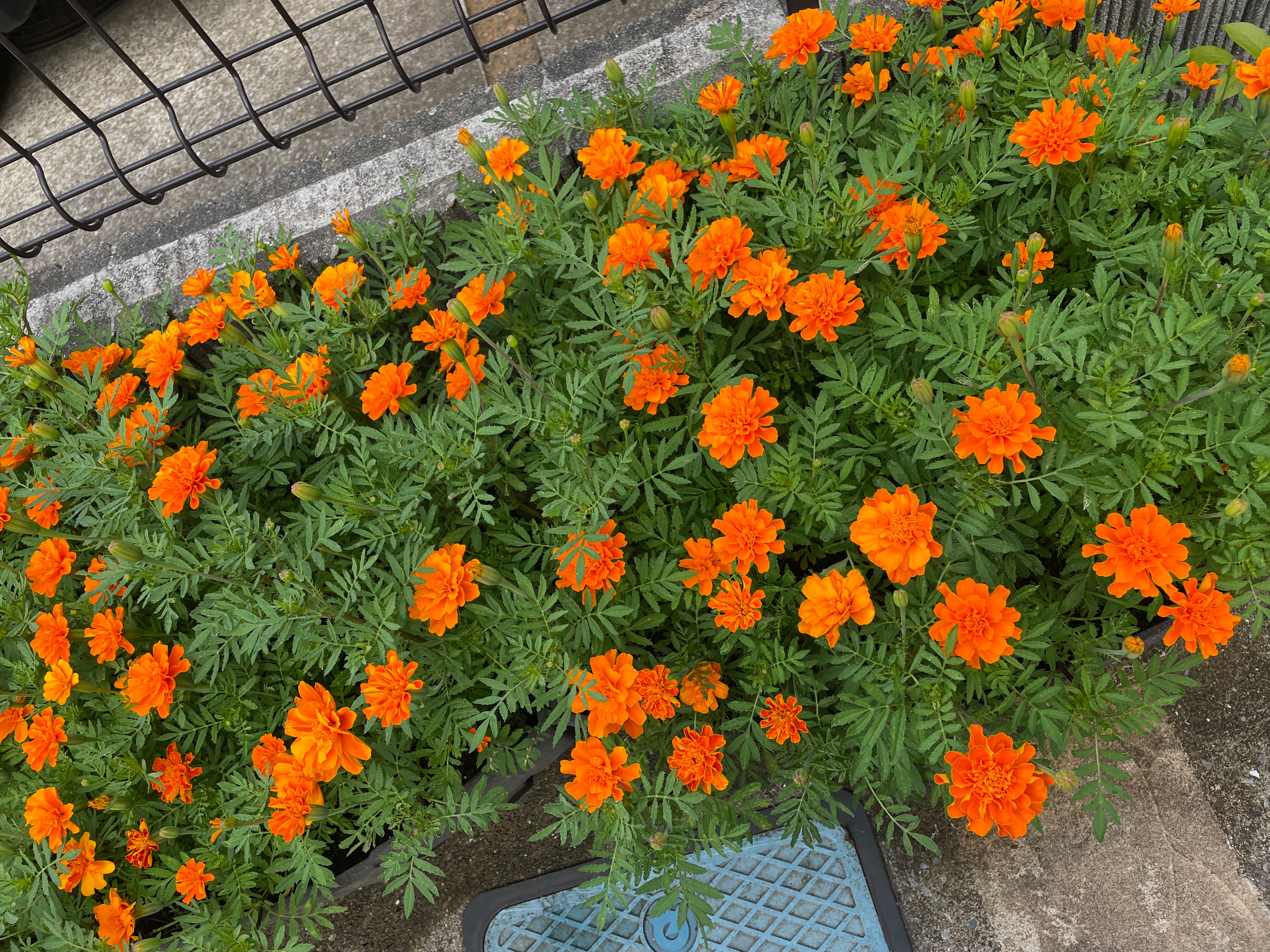 マリーゴールドの切り戻し はれ ときどき くもりあめ Suny Sometimes Cloudy Rainy マリーゴールドの切り戻し はれ ときどき くもりあめ Suny Sometimes Cloudy Rainy