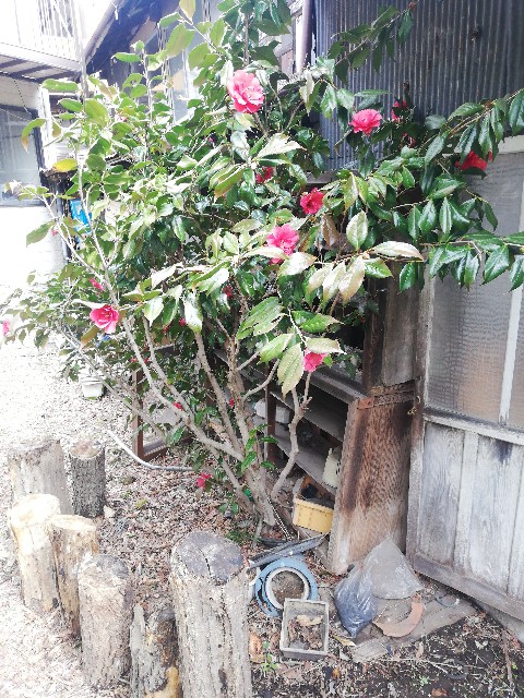 f:id:ryokuan:20220426092719j:image