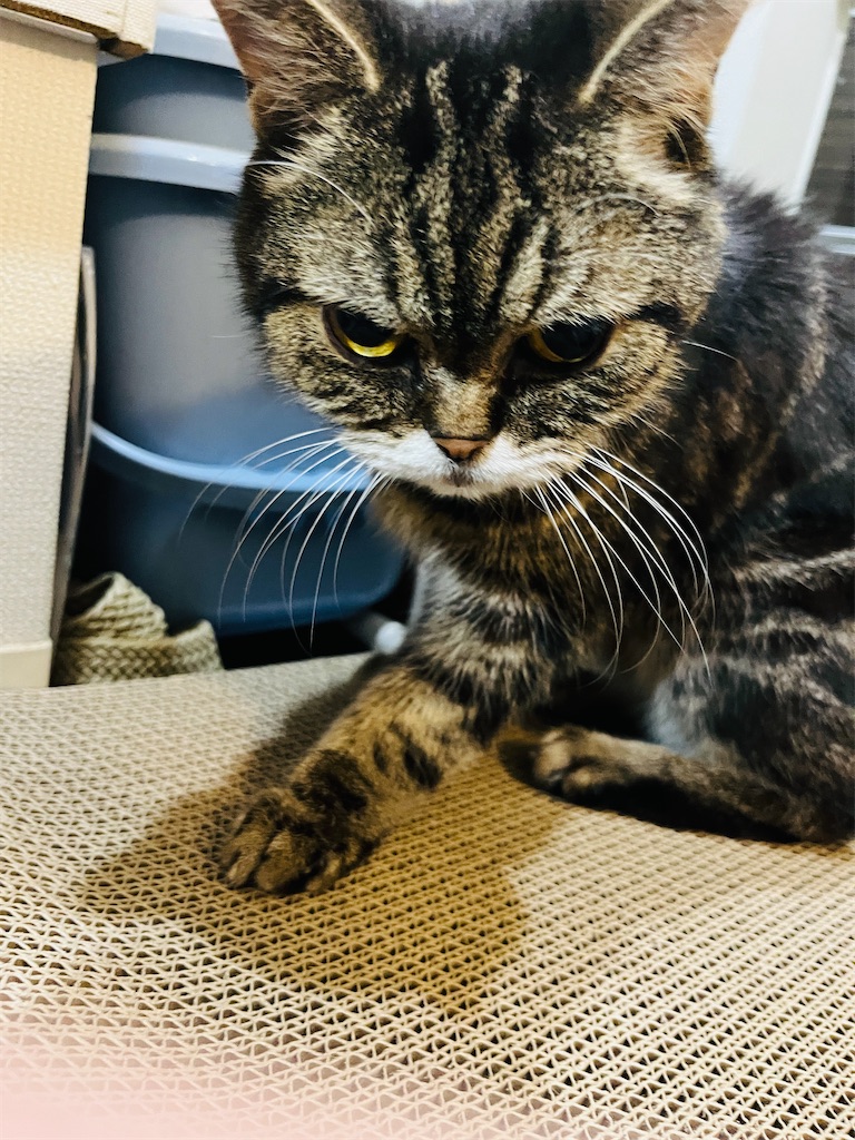 f:id:ryomasahiro:20250524004701j:image