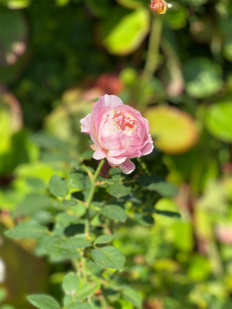 f:id:ryorx1104:20191117131610j:image