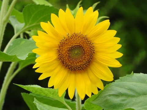 f:id:ryosuke1123:20171109202531j:plain f:id:ryosuke1123:20171109202531j:plain