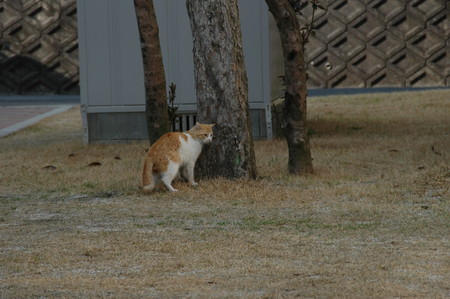 f:id:ryot0:20080313085845j:image
