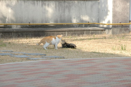 f:id:ryot0:20080313085941j:image