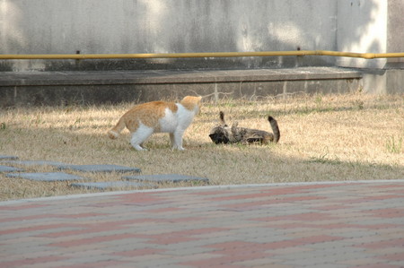 f:id:ryot0:20080313085943j:image