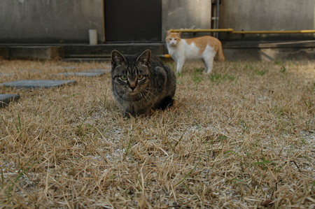 f:id:ryot0:20080313090123j:image