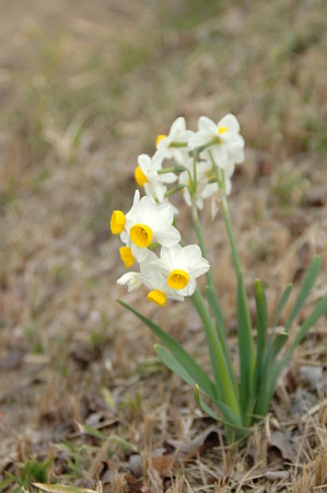 f:id:ryot0:20080313111951j:image