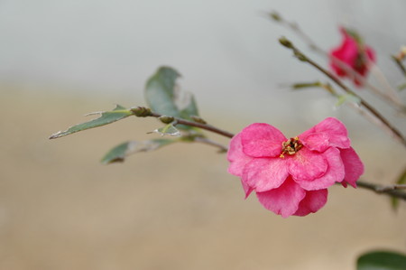f:id:ryot0:20080313112104j:image