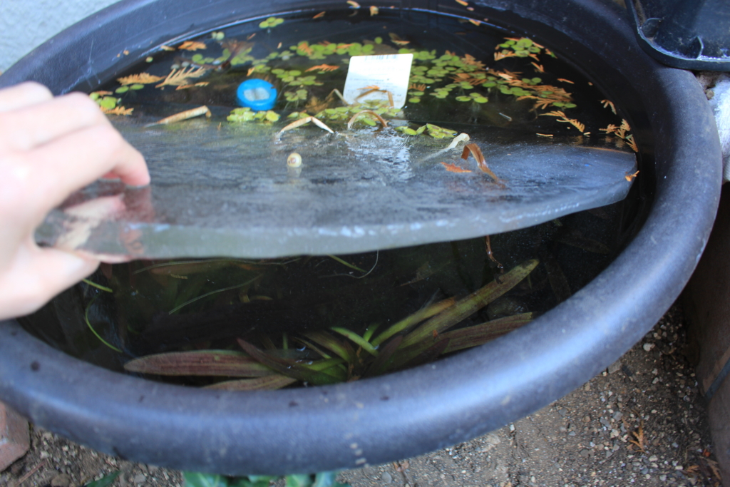 メダカの冬の屋外飼育。水が凍っても大丈夫 涼しく生きる スズイキ