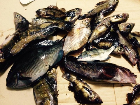 福浦岸壁のテトラはメバルの巣窟です 岸釣りインテリジェンス
