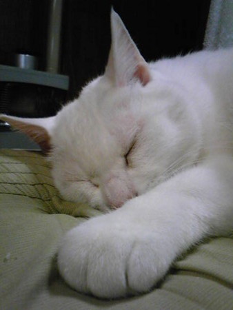 f:id:ryskosn:20090103225600j:image