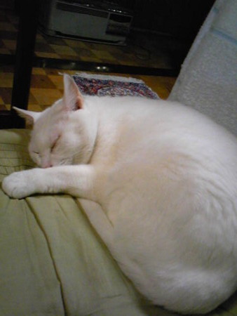 f:id:ryskosn:20090103225800j:image