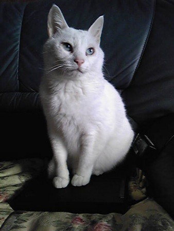 f:id:ryskosn:20090104114800j:image