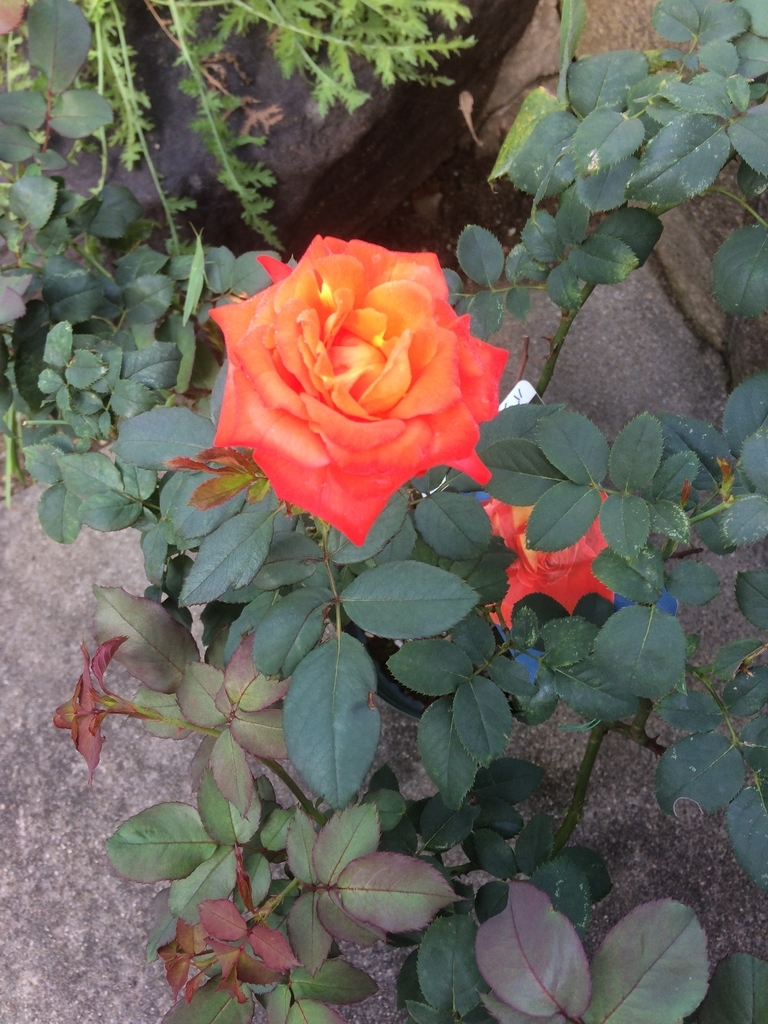 f:id:ryu-chun:20180918155035j:plain