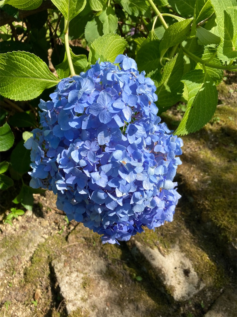 f:id:ryu14950:20220710204605j:image