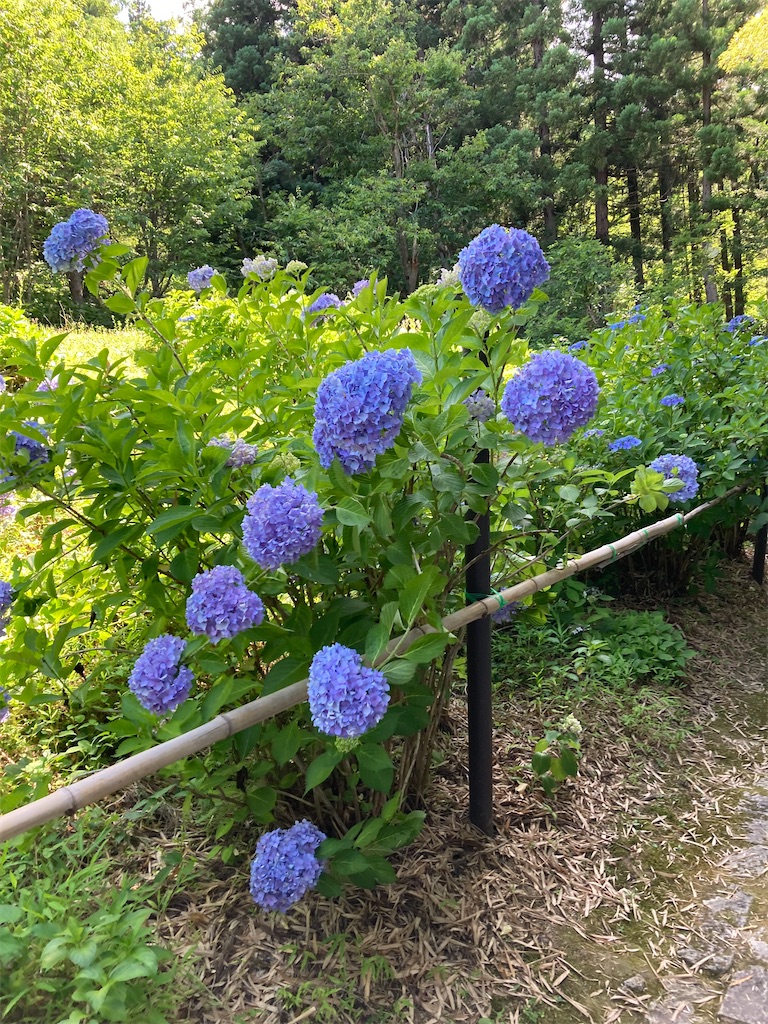 f:id:ryu14950:20220710204617j:image