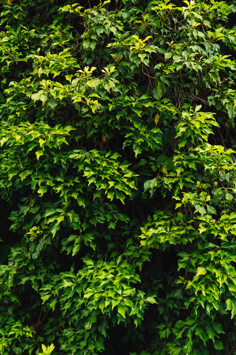 f:id:ryu2net:20190621163704j:plain f:id:ryu2net:20190621163704j:plain