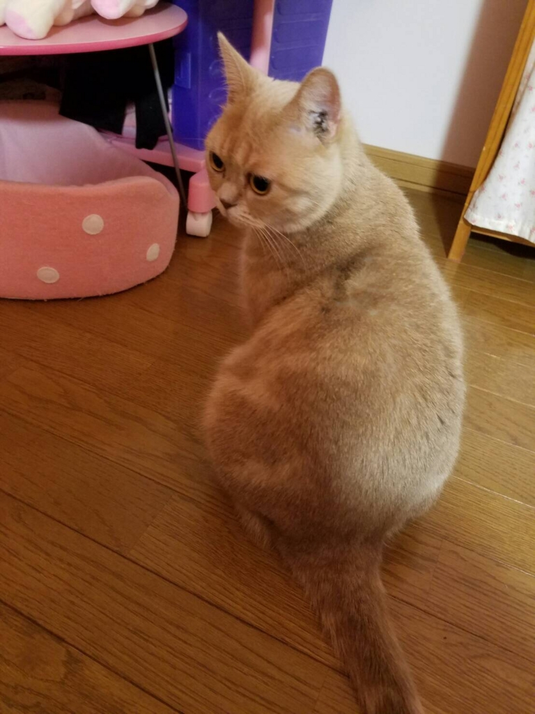 f:id:ryufree:20160713234810j:plain f:id:ryufree:20160713234810j:plain