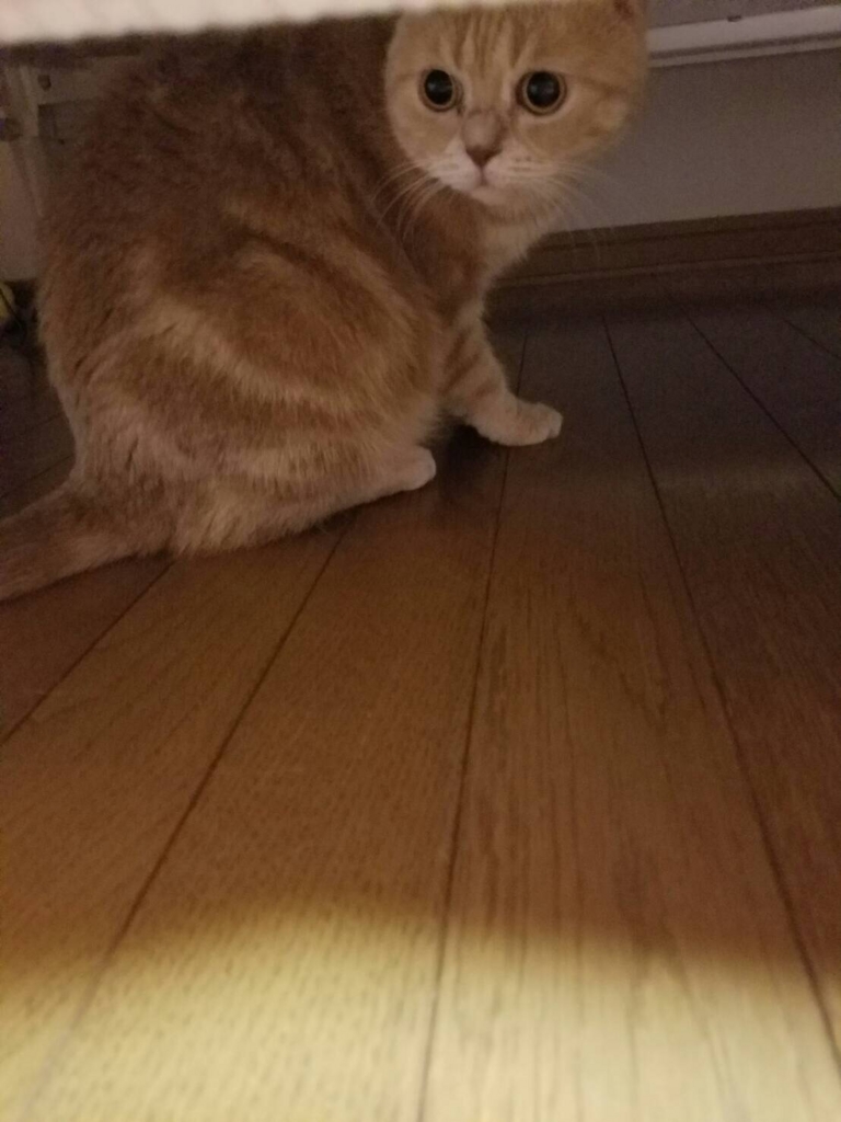 f:id:ryufree:20160713235422j:plain f:id:ryufree:20160713235422j:plain