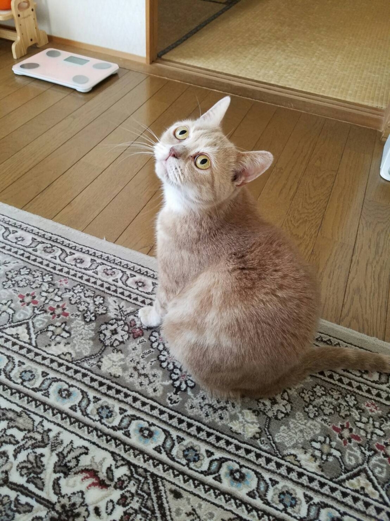 f:id:ryufree:20160714000115j:plain f:id:ryufree:20160714000115j:plain