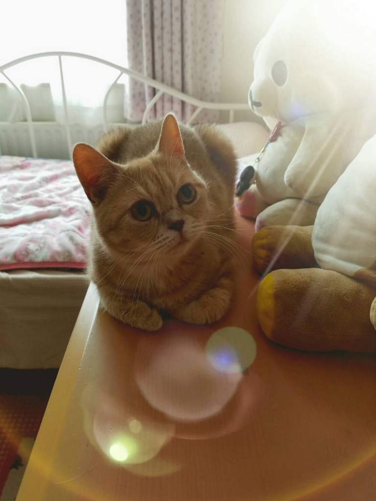 f:id:ryufree:20160714000752j:plain f:id:ryufree:20160714000752j:plain