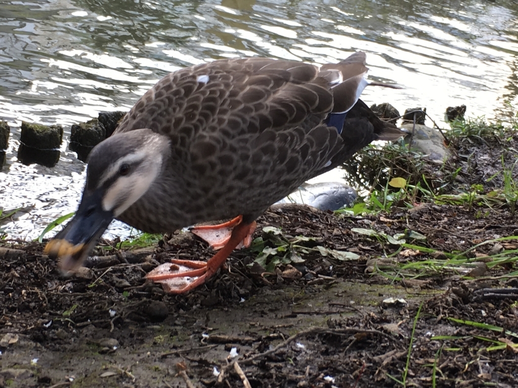 f:id:ryuji_026:20161126134937j:plain