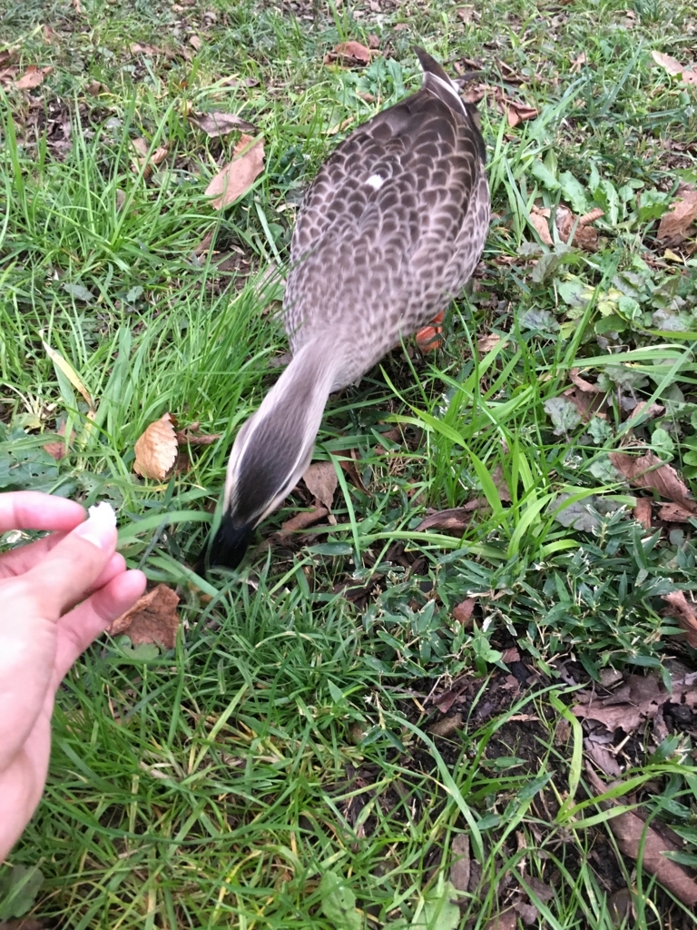 f:id:ryuji_026:20161204155630j:plain