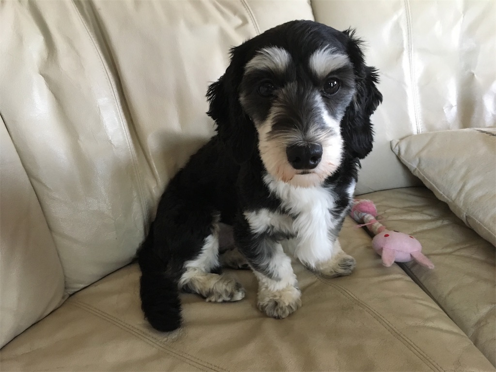 f:id:ryuji_026:20170910125928j:image