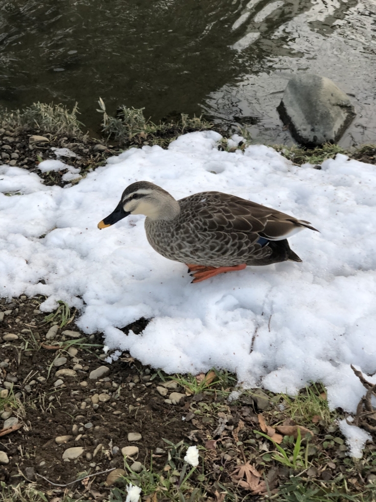 f:id:ryuji_026:20180127164214j:plain