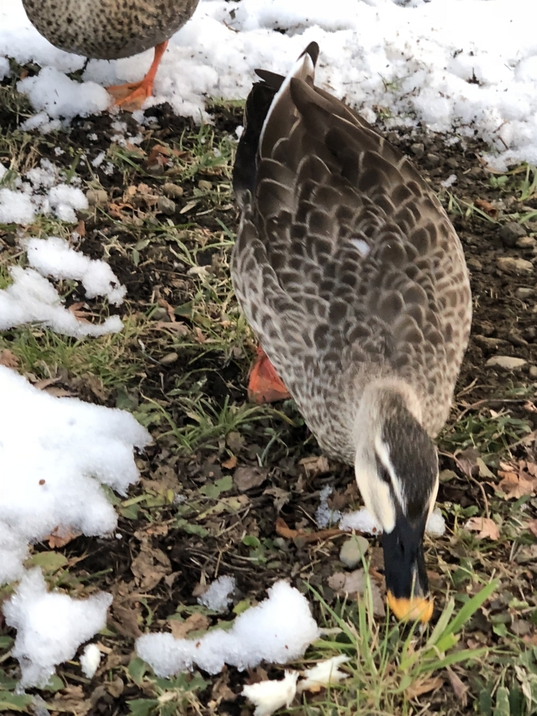 f:id:ryuji_026:20180127164348j:plain