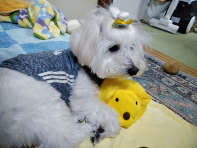 f:id:ryukak:20181204223752j:image