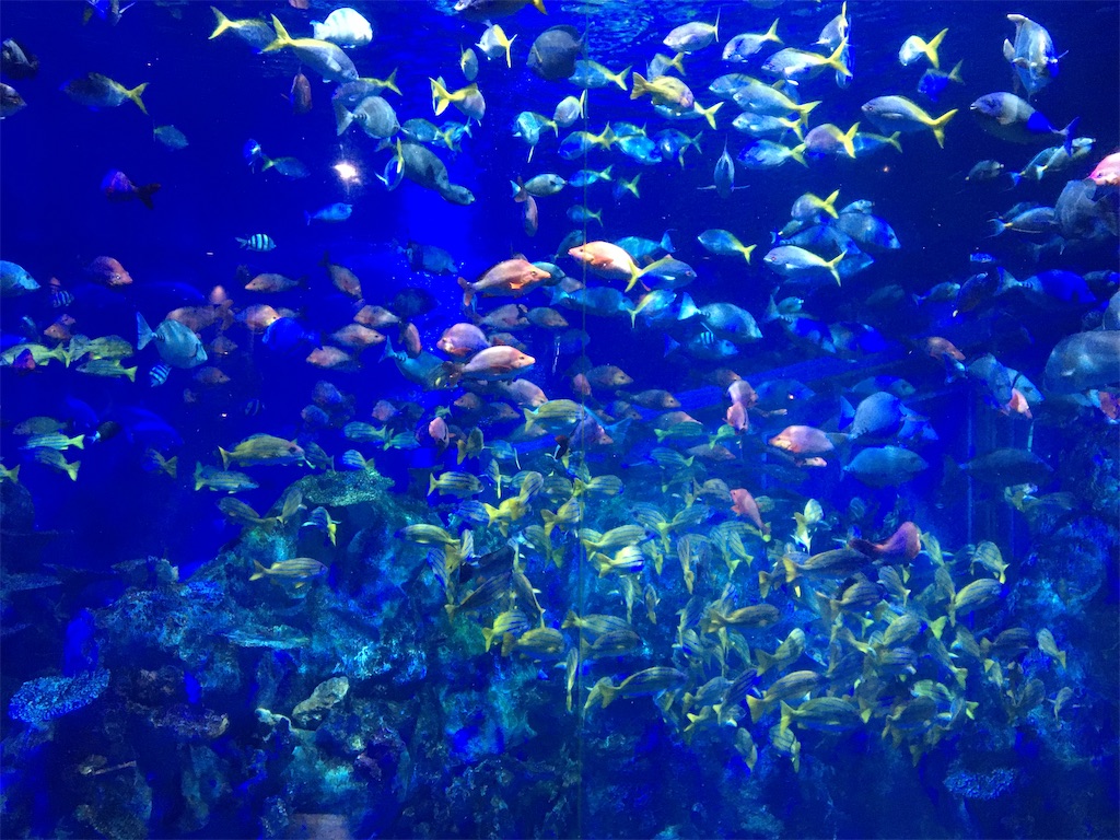鳥羽水族館」に行ってきました - りゅうきんブログ